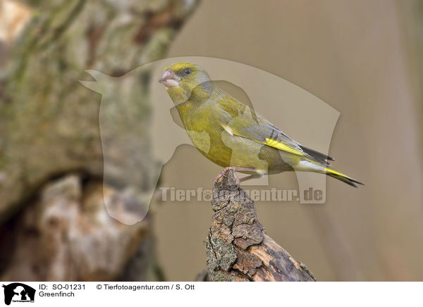 Greenfinch / SO-01231