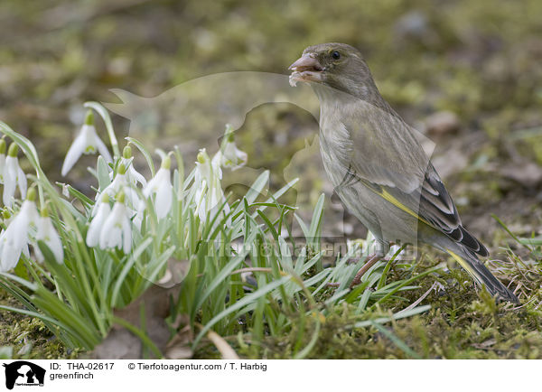 greenfinch / THA-02617