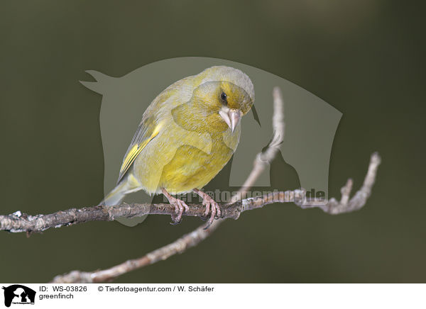 greenfinch / WS-03826