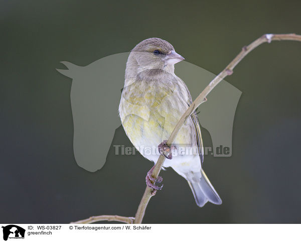 greenfinch / WS-03827