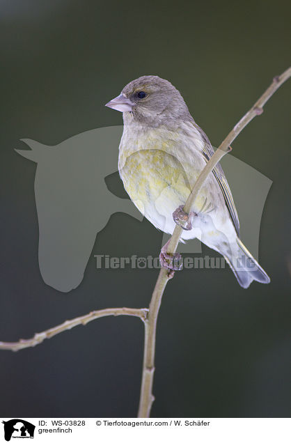 greenfinch / WS-03828