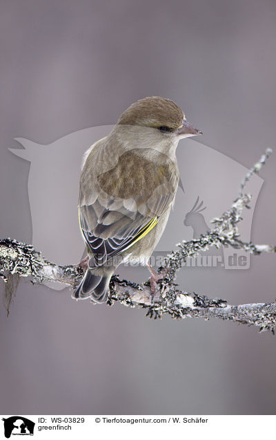greenfinch / WS-03829