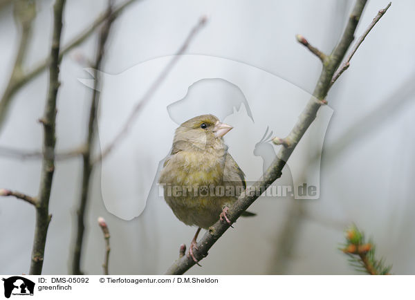 greenfinch / DMS-05092