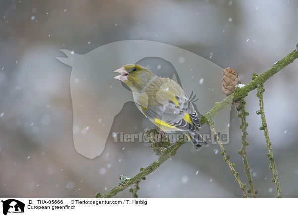 Grnfink / European greenfinch / THA-05666