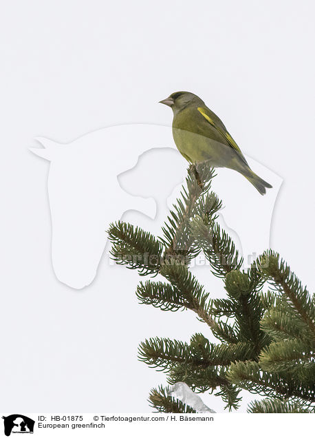 Grnfink / European greenfinch / HB-01875