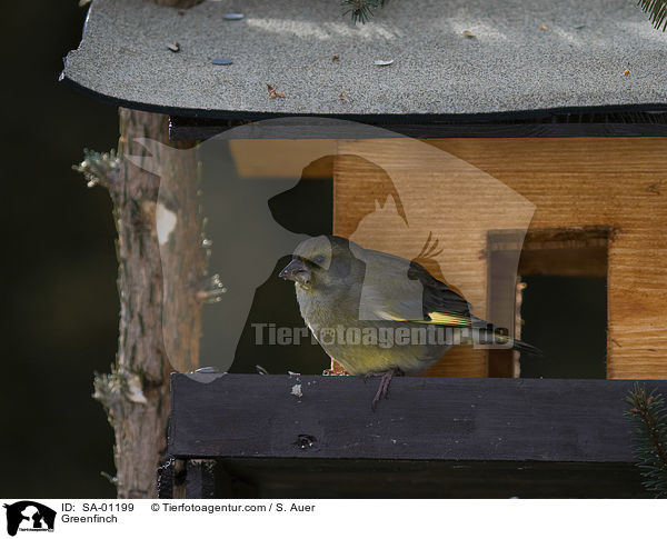 Greenfinch / SA-01199