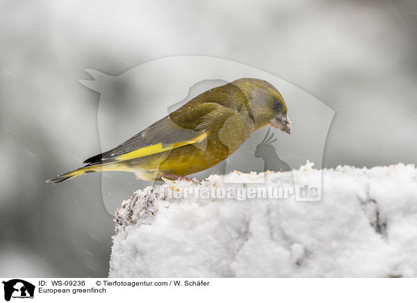 Grnfink / European greenfinch / WS-09236