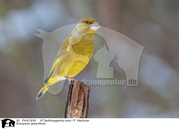 Grnfink / European greenfinch / FH-01939