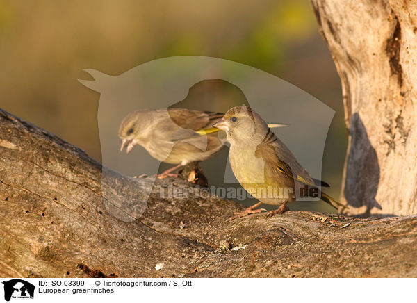 European greenfinches / SO-03399