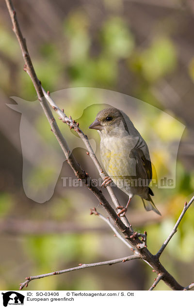European greenfinch / SO-03406