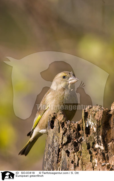 European greenfinch / SO-03418
