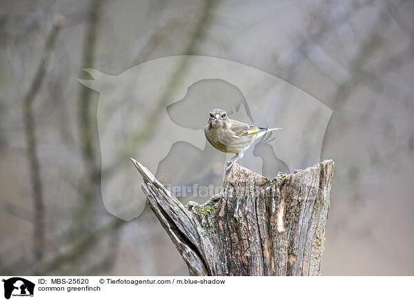 common greenfinch / MBS-25620