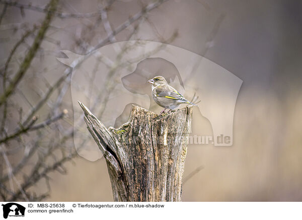 common greenfinch / MBS-25638
