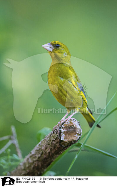 Grnfink / European greenfinch / FH-02155