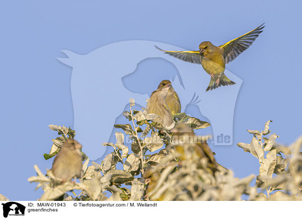 Grnfinken / greenfinches / MAW-01943