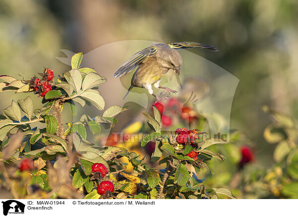 Greenfinch / MAW-01944