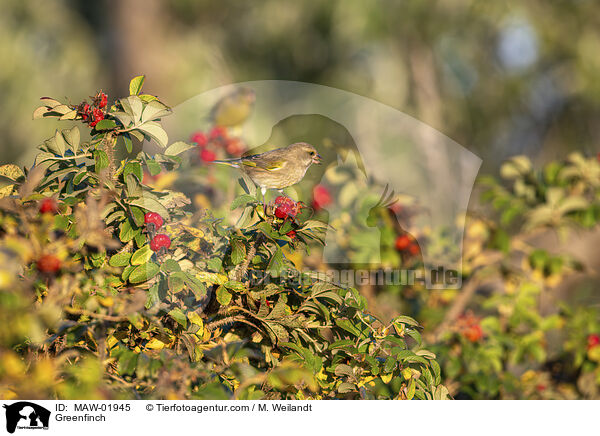Greenfinch / MAW-01945