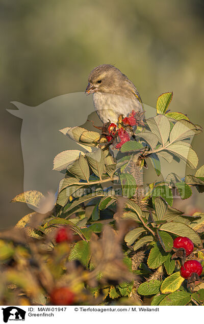 Greenfinch / MAW-01947