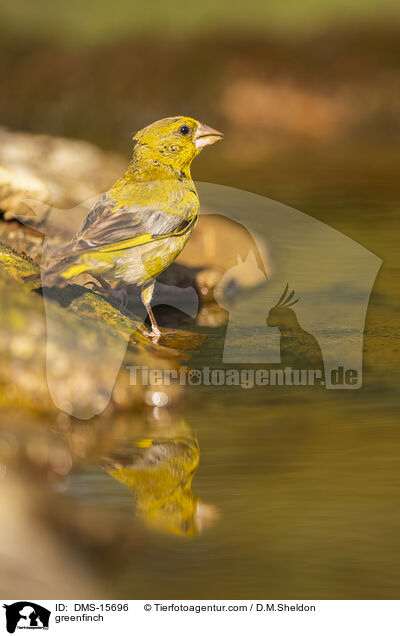 Grnfink / greenfinch / DMS-15696