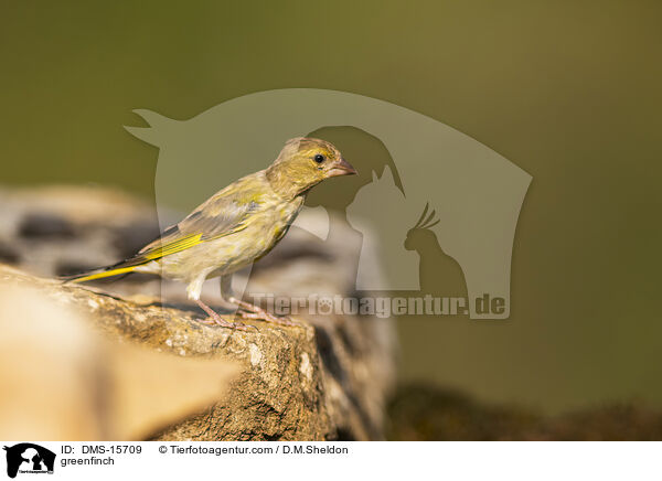Grnfink / greenfinch / DMS-15709