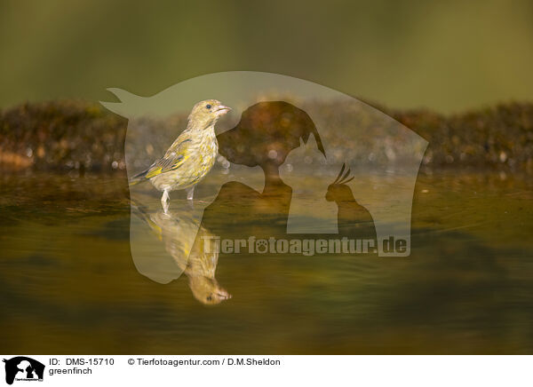 Grnfink / greenfinch / DMS-15710
