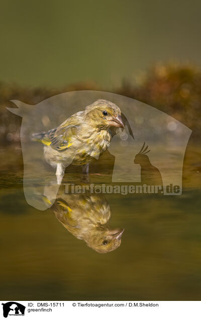 Grnfink / greenfinch / DMS-15711