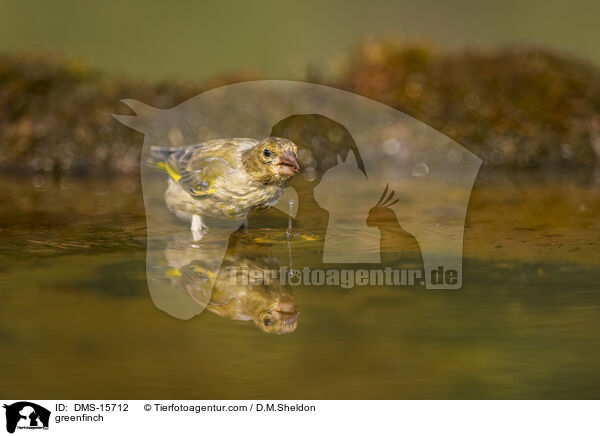 Grnfink / greenfinch / DMS-15712