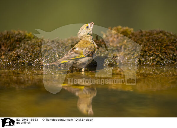 Grnfink / greenfinch / DMS-15853