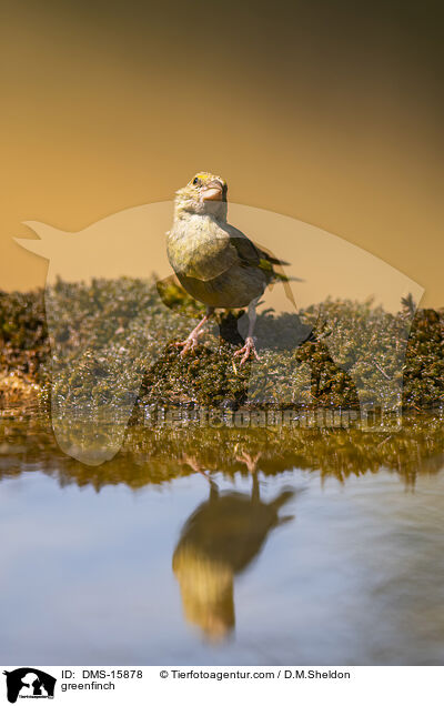 Grnfink / greenfinch / DMS-15878