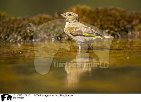 Grnfink / greenfinch / DMS-15913