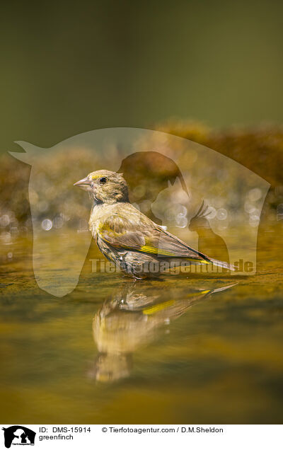 Grnfink / greenfinch / DMS-15914