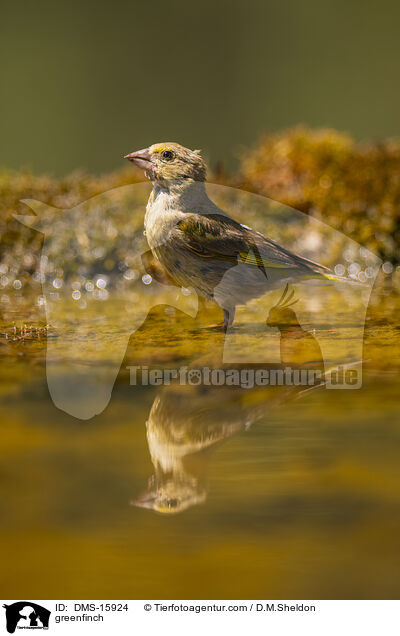 Grnfink / greenfinch / DMS-15924