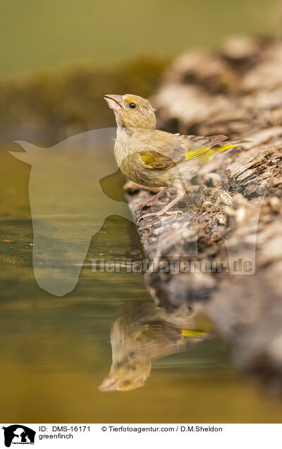 Grnfink / greenfinch / DMS-16171