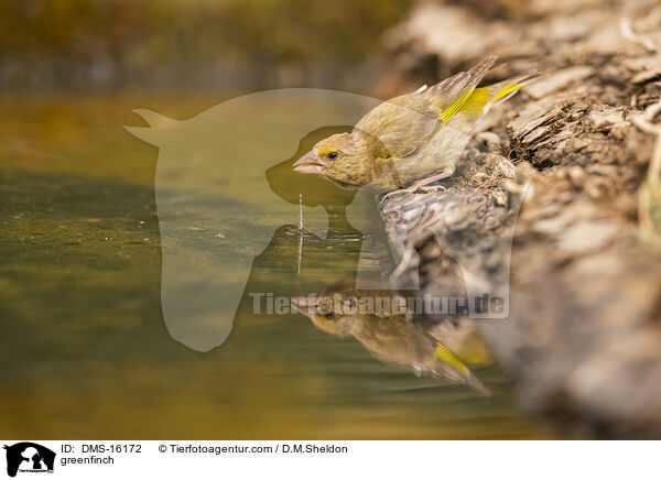 Grnfink / greenfinch / DMS-16172