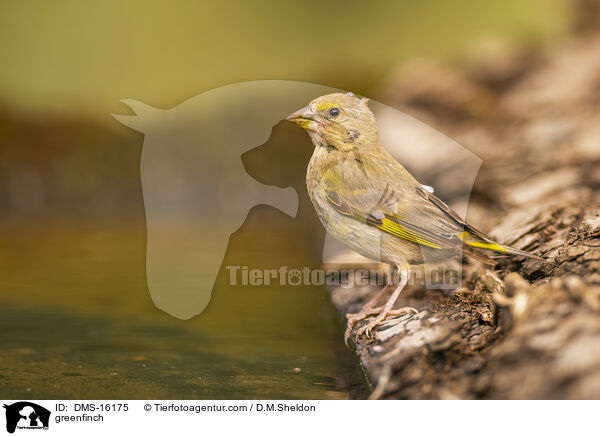 Grnfink / greenfinch / DMS-16175