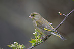 European greenfinch