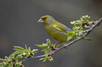 European greenfinch