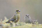 European greenfinch