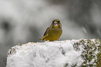 European greenfinch