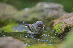 European greenfinch
