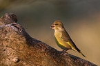 European greenfinch
