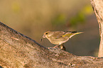 European greenfinch