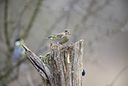 common greenfinch