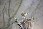 common greenfinch