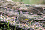 common greenfinch