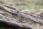 common greenfinch