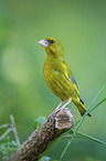 European greenfinch