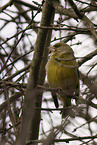 greenfinch