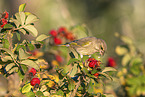 Greenfinch