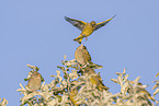greenfinches